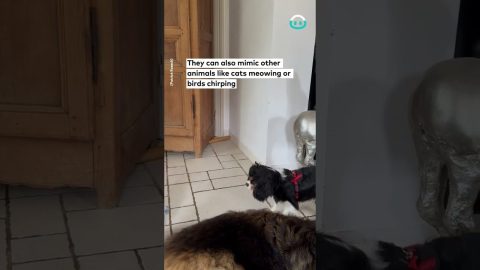 Cockatoo Barks Like A Dog || ViralHog