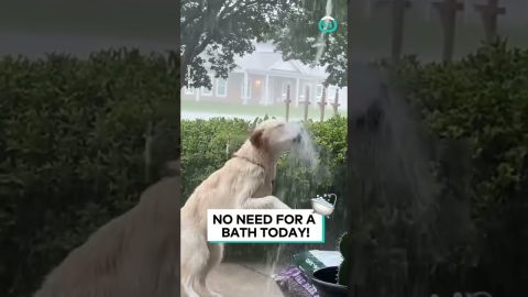 Goldie Plays In The Rain || ViralHog
