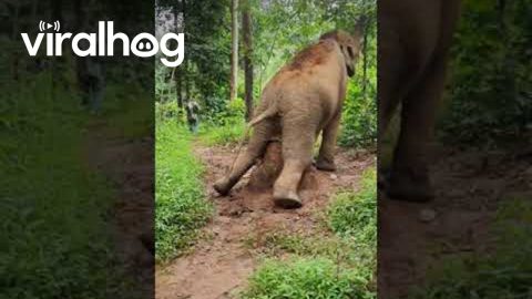 Elephant Uses Termite Mound to Scratch an Itch || ViralHog