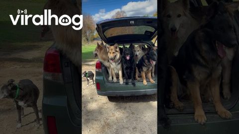 How Many Dogs Fit In A Subaru Outback || ViralHog