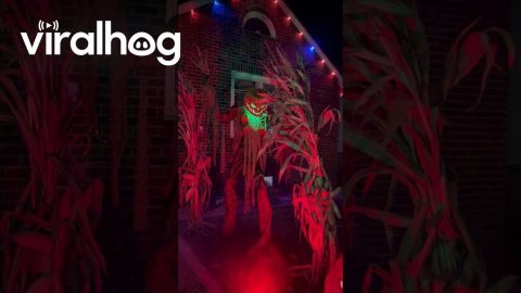 Ultimate Halloween Yard Tour || ViralHog