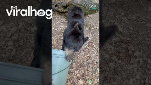Bear Steals Bucket || ViralHog