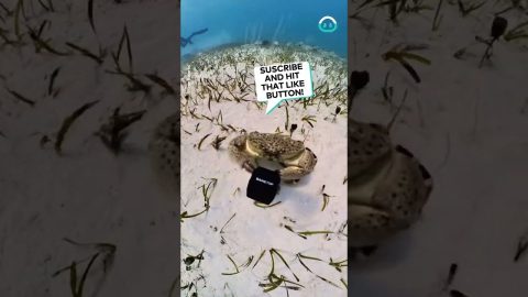 Crab Steals Divers Camera || ViralHog