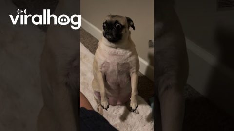 Pugs Sits Up And Whines || ViralHog