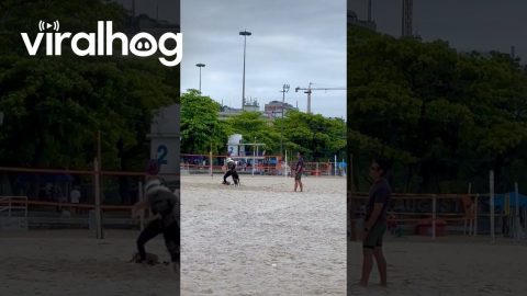 Playing Beach Volleyball With The Dog || ViralHog