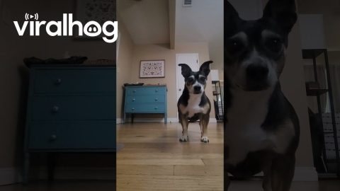 Sweet Pup Waits Patiently For Owner to Return || ViralHog