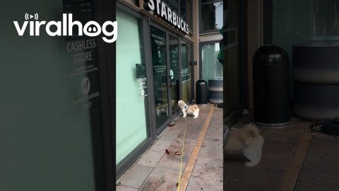 Hurricane Deprives Dog of Her Pup Cup || ViralHog
