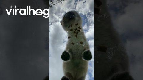 Watching Cats Eat Through Clear Glass || ViralHog