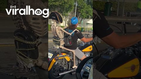 Pirate Skeleton Rides Motorcycle || ViralHog