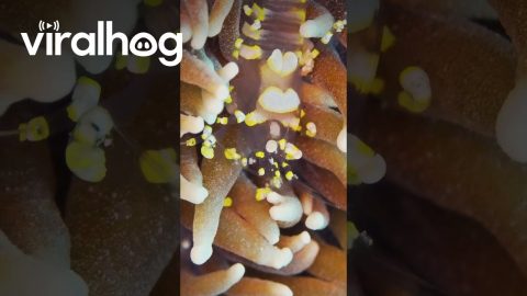 Rare shrimp Looks Like a Space Alien || ViralHog