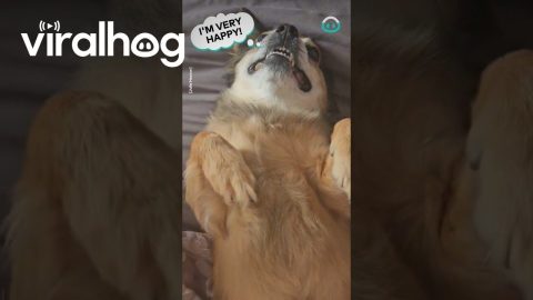 Dog Claps To Song In Time || ViralHog
