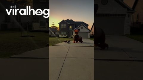 Taking My Weenie Dogs for a Walk in an Inflatable Dachshund Costume || ViralHog