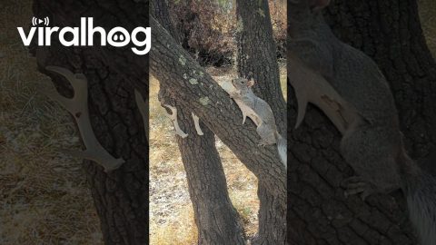 Squirrel Nibbles On Old Deer Antler || ViralHog