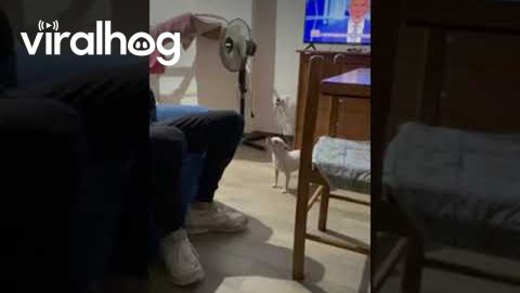 Dog Says Yahoo || ViralHog