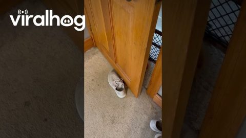 Orange Cat Tries to Grab Shoe From Under Door || ViralHog