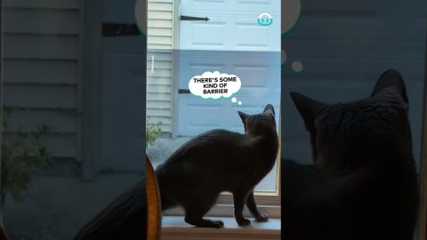 Determined Cat Blocked By Window || ViralHog