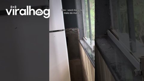 Monkeys Hide Behind Family's Fridge || ViralHog
