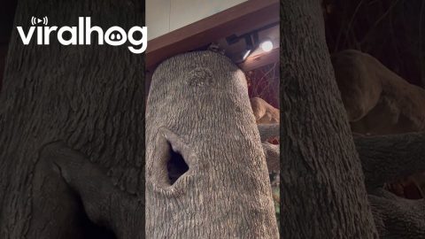 Raccoons Move Into Bass Pro Shops || ViralHog