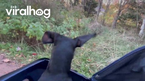 Dachshund Bounces Happily in His Stroller || ViralHog
