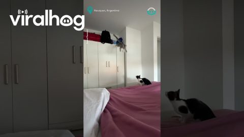 Cat Does Mega Leap || ViralHog