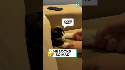 Cat Gets Removed from His Fave Spot || ViralHog