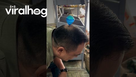 Top Spins On Balding Head || ViralHog