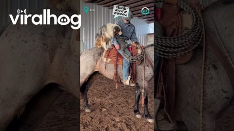 Dog Jumps Up For Horse Ride || ViralHog