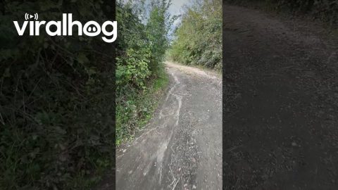 Hiker Stalked by Guardian Sheepdogs || ViralHog