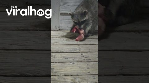 Little Raccoon Eats Yummy Steak || ViralHog
