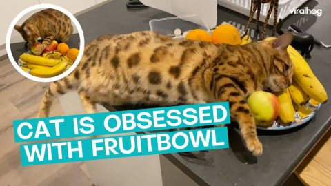 Cat Rubs All Over Fruit Bowl || ViralHog