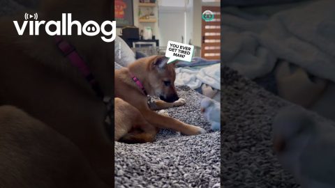 Parrot Won't Allow Puppy To Nap || ViralHog