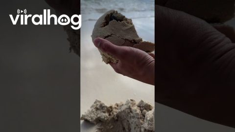 Baby Puffer Fish Rescued || ViralHog