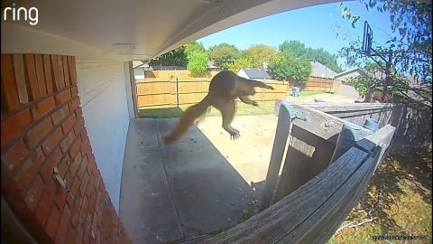 Squirrel Turf War in My Driveway || ViralHog