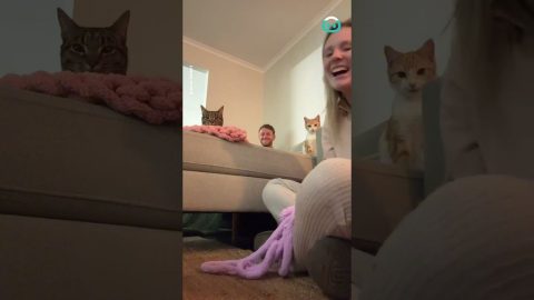 Cats Judging their Mom || ViralHog