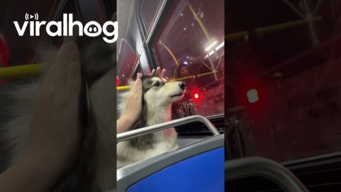 Husky Howls on NYC Bus Stuck in Traffic || ViralHog