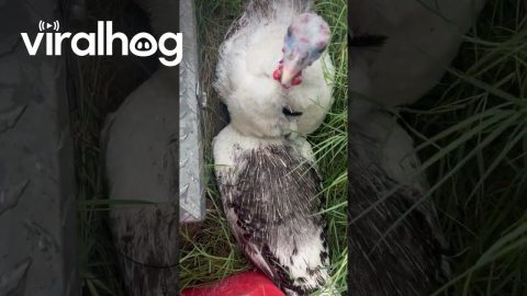 Two Turkeys Share One Nest || ViralHog