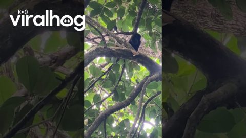 Snake Strikes At Curious Monkey || ViralHog