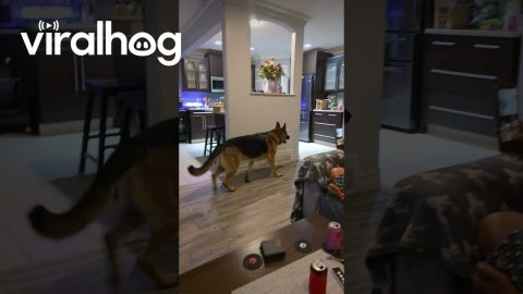 My Dog Gets Me a Drink Out of the Fridge || ViralHog