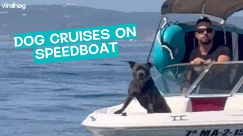 Dog Enjoys Speedboat Ride || ViralHog