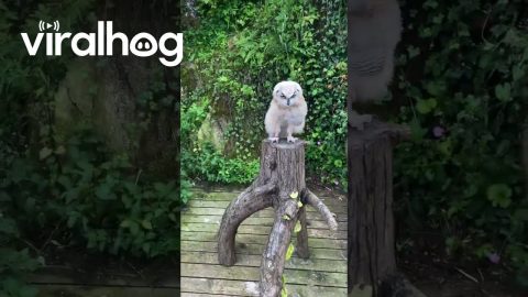 My Owl Hates My Sandals || ViralHog