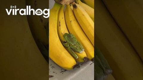 Bananas Come With a Free Tree Frog || ViralHog