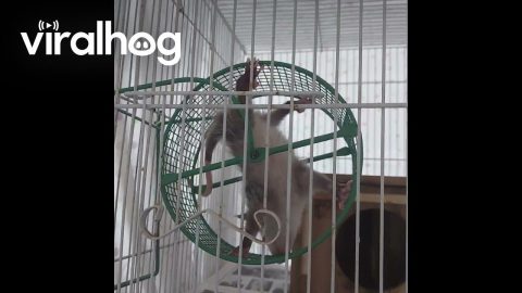 Baby Opossum Spins Around Wheel || ViralHog