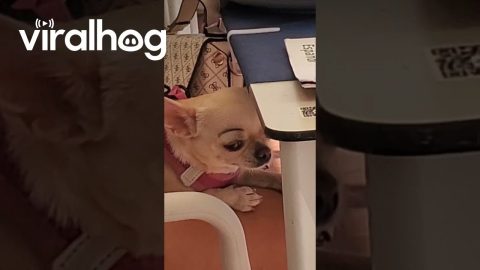 Chihuahua Has Eyebrows On Fleek || ViralHog