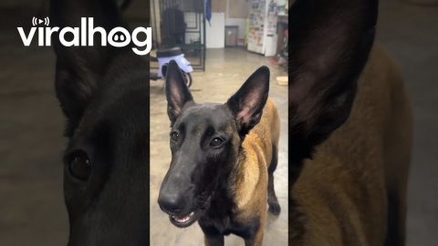 Belgian Malinois Fetches Beer And Closes Fridge || ViralHog