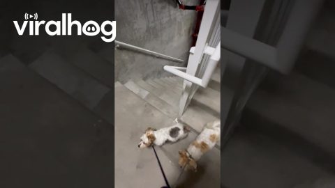 Puppy Can't Believe There Are Stairs || ViralHog