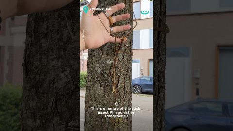 Giant Stick Insect || ViralHog