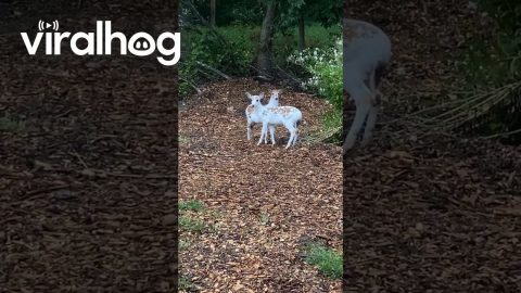 Playful Piebald Deer || ViralHog