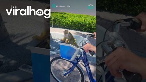 Monkey Rides In Bike Basket || ViralHog