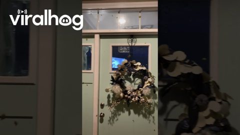 Frogs Surround Front Door || ViralHog