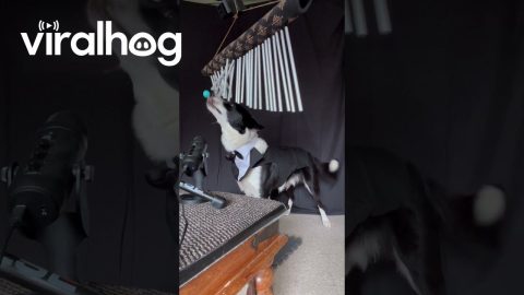 Border Collie Composes Music On Chimes || ViralHog